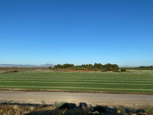 Load image into Gallery viewer, Tiftuf sod farm