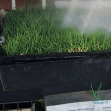 Load image into Gallery viewer, tifway 2 sod farm near me