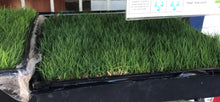 Load image into Gallery viewer, Tifway II Bermuda Grass - Native Lawn Delivery