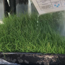 Load image into Gallery viewer, tifway 419 sod for sale