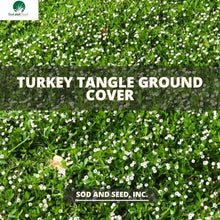 Load image into Gallery viewer, turket tangle ground cover