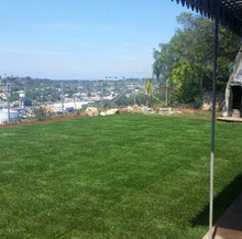 Load image into Gallery viewer, west coaster tall fescue