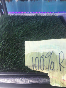 100 percent ryegrass sod