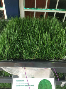 100 percent ryegrass sod