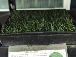 Bluegrass sod free delivery