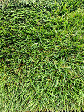 Load image into Gallery viewer, Non-Netted Blueridge sports turf - Bay Area Sod and Seed
