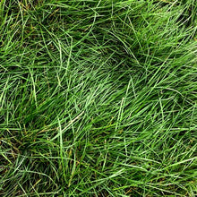 Load image into Gallery viewer, Native Preservation Mix Grass Seed - Native Lawn Delivery
