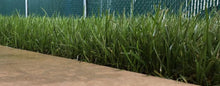 Load image into Gallery viewer,    California tall fescue Medallion
