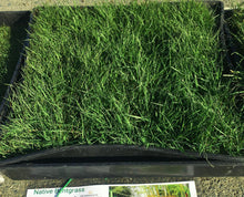 Load image into Gallery viewer, california native bentgrass seed
