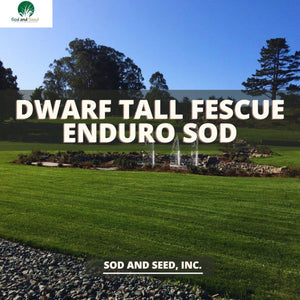 Dwarf Tall Fescue Grass