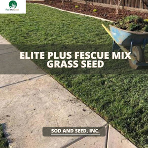 Elite Plus Fescue Grass Seed - Native Lawn Delivery