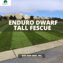 Load image into Gallery viewer, Dwarf Tall Fescue Grass
