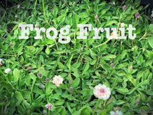 Load image into Gallery viewer, frog fruit phyla nodiflora
