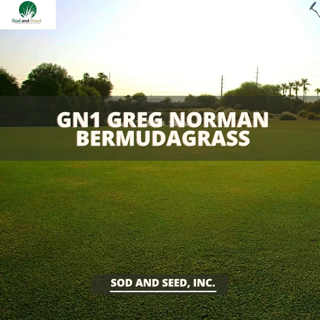 GN1 Greg Normal Bermuda Grass Sod