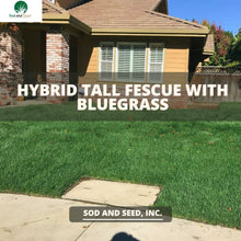 Load image into Gallery viewer, Best Hybrid Tall Fescue with Bluegrass Sod
