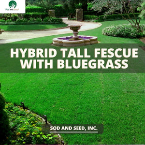 Hybrid Tall Fescue with Bluegrass