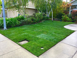 hybrid tall fescue sod with bluegrass