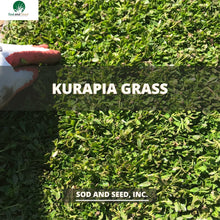 Load image into Gallery viewer, Kurapia Grass Near Me
