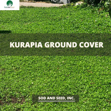 Load image into Gallery viewer, Kurapia Ground Cover
