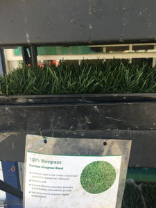 Bluegrass sod free delivery California