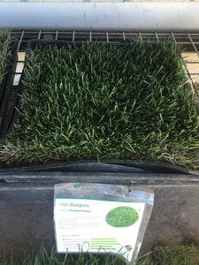 Blue grass sod delivery