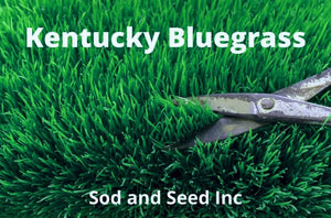 Kentucky Blue grass sod