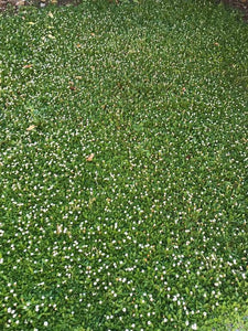Kurapia grass- sod and seed