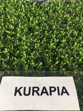 Load image into Gallery viewer, Kurapia turf ground cover
