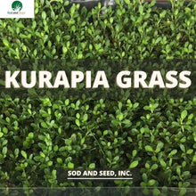 Load image into Gallery viewer, Kurapia Grass - Native Lawn Delivery
