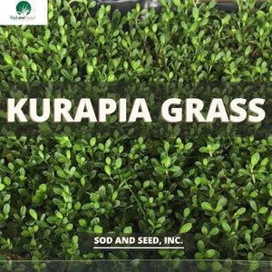 Kurapia Grass - Native Lawn Delivery