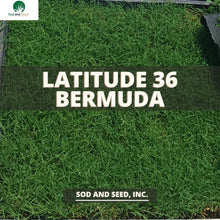 Load image into Gallery viewer, Latitude 36 Bermuda grass
