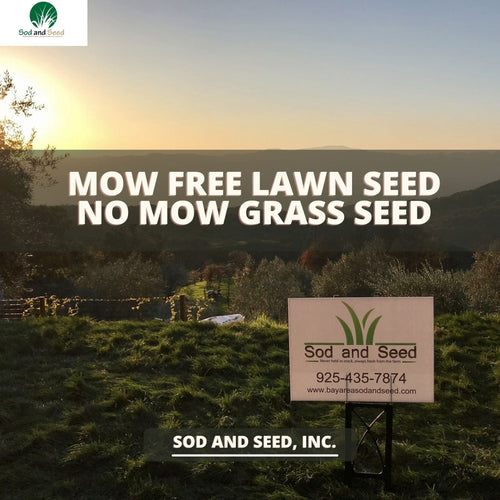 No Mow Grass Seed - Native Lawn Delivery