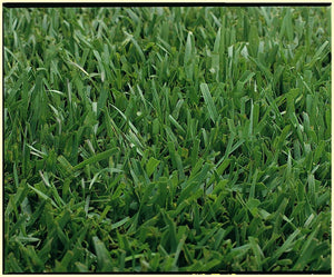 Medallion Tall Fescue Grass Seed - Native Lawn Delivery