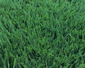Medallion Dwarf Bonsai grass