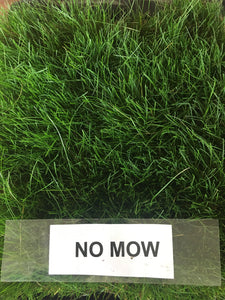 no mow fescue seed