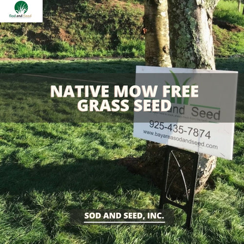 Native Mow Free Grass Seed - Native Lawn Delivery