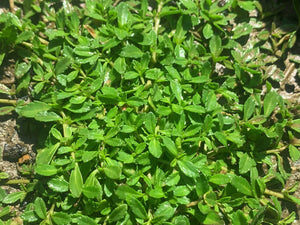 native ground cover phyla nodiflora