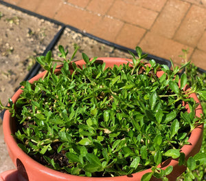 native lippia ground cover