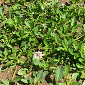 Native ground cover