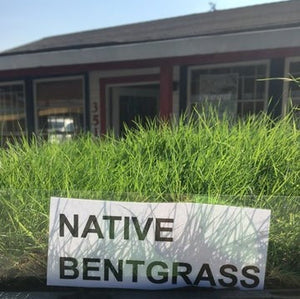 California Native Bentgrass Seed