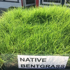 Native Grass Seed