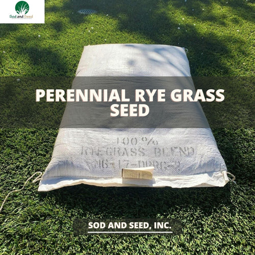Perennial Rye Grass Seed - Native Lawn Delivery