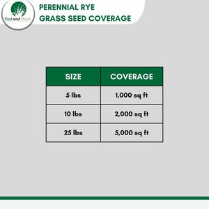 perennial ryegrass seed