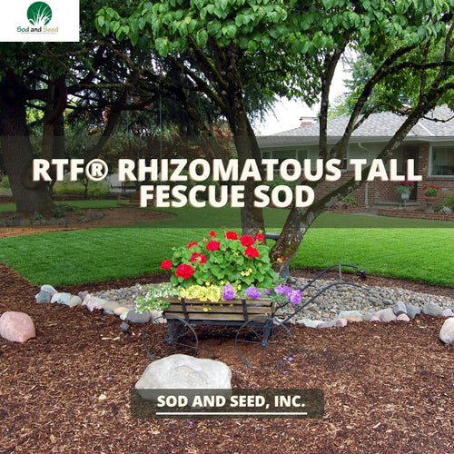 RTF® Rhizomatous Tall Fescue Sod - Native Lawn Delivery
