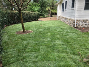 rhizomatous tall fescue sod