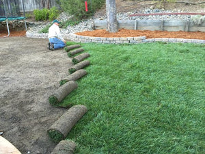 RTF sod installation