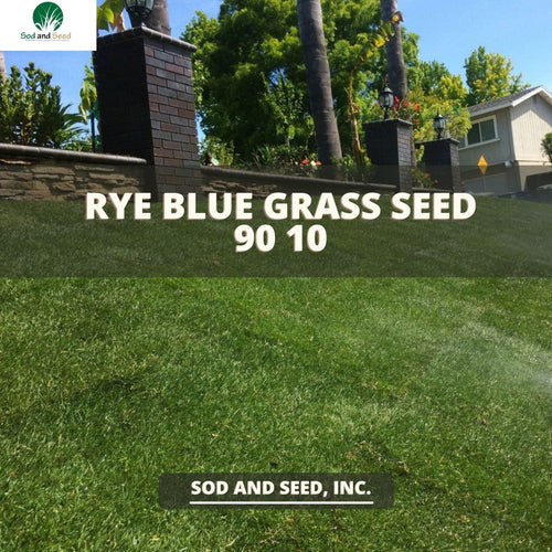 Rye Blue Grass Seed 90 10 - Native Lawn Delivery