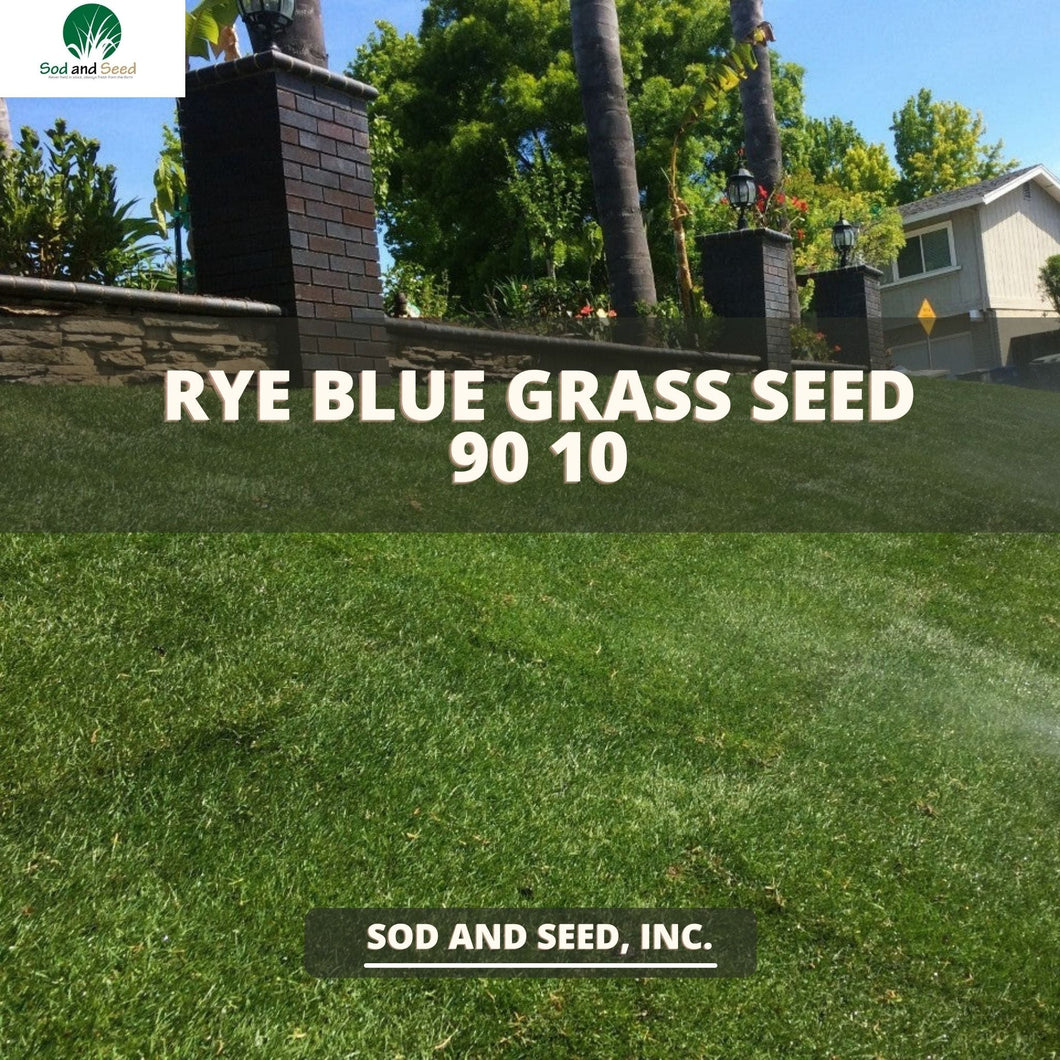 Rye Blue Grass Seed 90 10 - Native Lawn Delivery