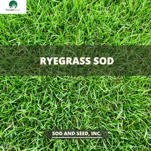 Best Perennial Rye Grass Sod