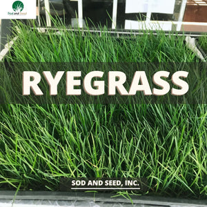 Perennial Rye grass